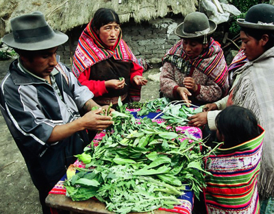 nf-BO-Kallawayas2-400X312